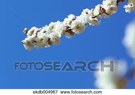 Plum blossoms and sky View Large Photo Image Stock Photo - Plum blossoms and sky. Fotosearch