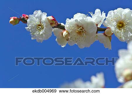 Plum blossoms and sky View Large Photo Image Stock Photo - Plum blossoms and sky. Fotosearch