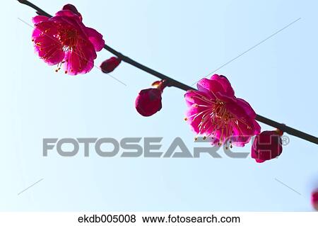 Plum blossoms and sky View Large Photo Image Stock Photo - Plum blossoms and sky. Fotosearch