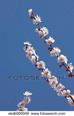 Stock Photo - Plum blossoms and sky. Fotosearch