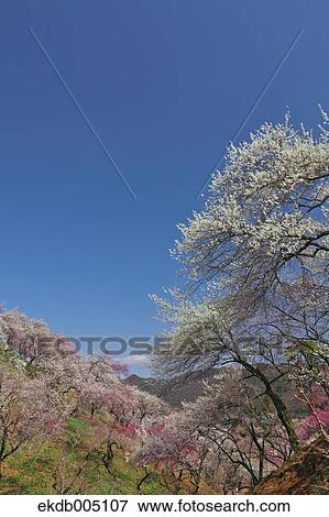 Plum blossoms and sky View Large Photo Image Stock Photo - Plum blossoms and sky. Fotosearch