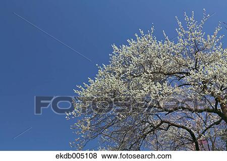 Plum blossoms and sky View Large Photo Image Stock Photo - Plum blossoms and sky. Fotosearch