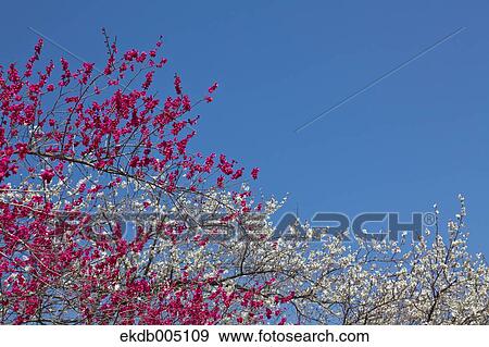 Plum blossoms and sky View Large Photo Image Stock Photo - Plum blossoms and sky. Fotosearch