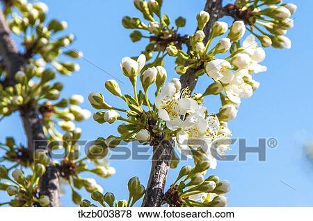 Plum blossoms and sky View Large Photo Image Stock Photo - Plum blossoms and sky. Fotosearch