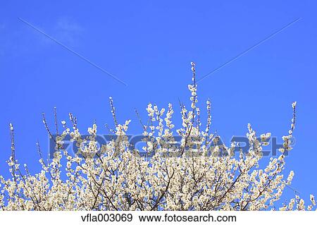 Stock Photo - Plum blossoms and sky. Fotosearch