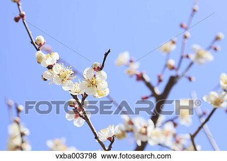 Plum blossoms and sky View Large Photo Image Stock Photo - Plum blossoms and sky. Fotosearch