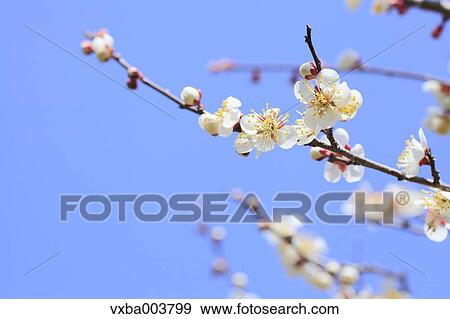 Plum blossoms and sky View Large Photo Image Stock Photo - Plum blossoms and sky. Fotosearch
