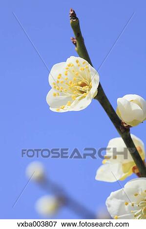 Plum blossoms and sky View Large Photo Image Stock Photo - Plum blossoms and sky. Fotosearch