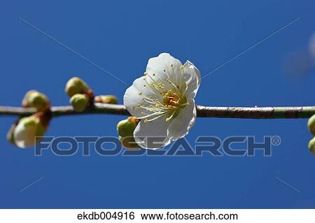 Plum blossoms and sky View Large Photo Image Stock Photograph - Plum blossoms and sky. Fotosearch
