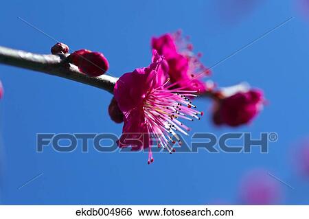 Plum blossoms and sky View Large Photo Image Stock Photograph - Plum blossoms and sky. Fotosearch