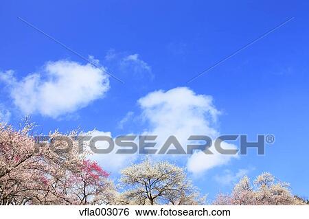 Plum blossoms and sky View Large Photo Image Stock Photograph - Plum blossoms and sky. Fotosearch