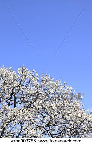 Plum blossoms and sky View Large Photo Image Stock Photograph - Plum blossoms and sky. Fotosearch