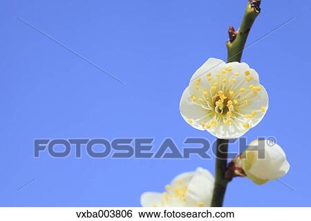 Plum blossoms and sky View Large Photo Image Stock Photograph - Plum blossoms and sky. Fotosearch
