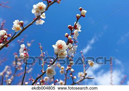 Stock Photography - Plum blossoms and sky. Fotosearch