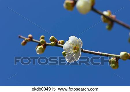 Stock Photography - Plum blossoms and sky. Fotosearch