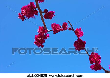 Plum blossoms and sky View Large Photo Image Stock Photography - Plum blossoms and sky. Fotosearch