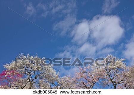 Plum blossoms and sky View Large Photo Image Stock Photography - Plum blossoms and sky. Fotosearch