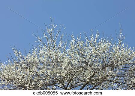 Plum blossoms and sky View Large Photo Image Stock Photography - Plum blossoms and sky. Fotosearch