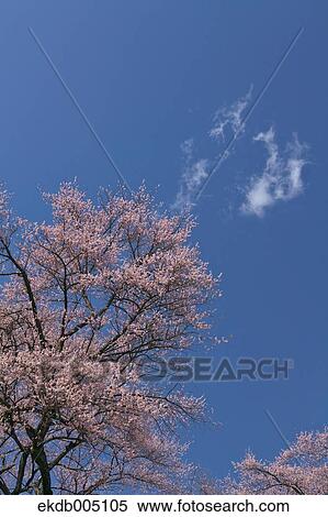 Stock Photography - Plum blossoms and sky. Fotosearch
