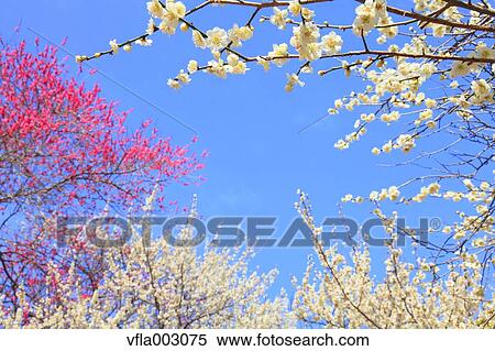 Plum blossoms and sky View Large Photo Image Stock Photography - Plum blossoms and sky. Fotosearch