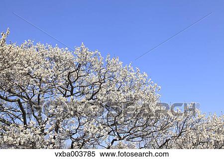 Plum blossoms and sky View Large Photo Image Stock Photography - Plum blossoms and sky. Fotosearch