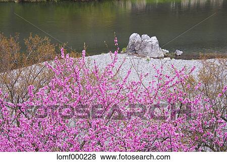 Plum blossoms at Heigawa river, Iwate Prefecture, Japan View Large Photo Image Stock Photo - Plum blossoms at Heigawa river, Iwate Prefecture, Japan. Fotosearch