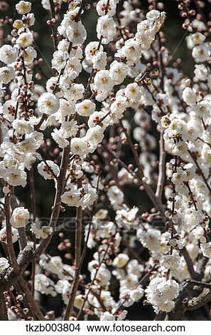 Plum blossoms View Large Photo Image Picture - Plum blossoms. Fotosearch
