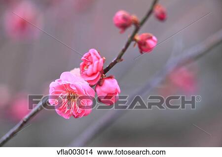 Plum blossoms View Large Photo Image Picture - Plum blossoms. Fotosearch