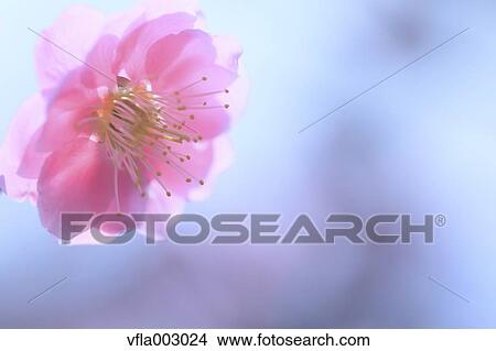 Plum blossoms View Large Photo Image Picture - Plum blossoms. Fotosearch