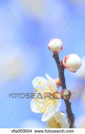 Plum blossoms View Large Photo Image Picture - Plum blossoms. Fotosearch