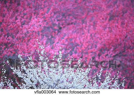 Plum blossoms View Large Photo Image Picture - Plum blossoms. Fotosearch