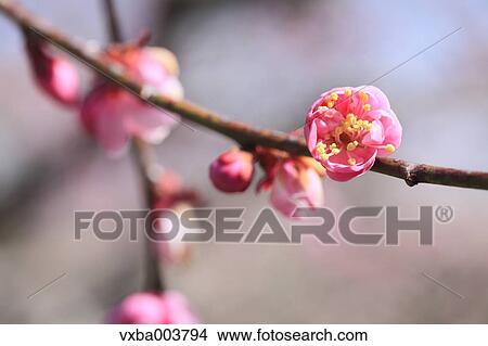 Picture - Plum blossoms. Fotosearch