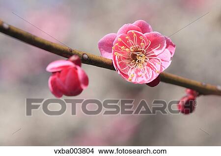 Plum blossoms View Large Photo Image Picture - Plum blossoms. Fotosearch