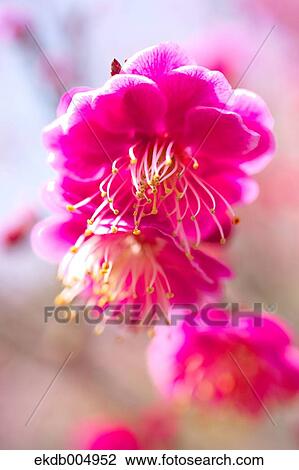 Plum blossoms View Large Photo Image Stock Image - Plum blossoms. Fotosearch