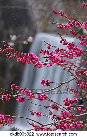 Plum blossoms View Large Photo Image Stock Image - Plum blossoms. Fotosearch