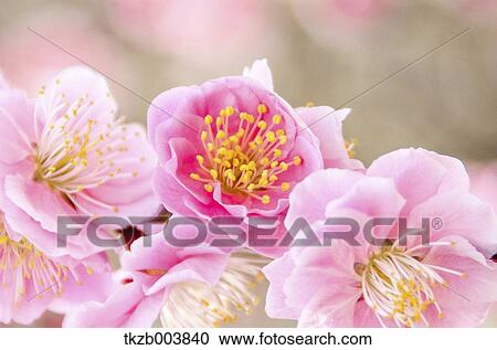 Plum blossoms View Large Photo Image Stock Image - Plum blossoms. Fotosearch