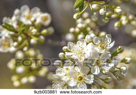 Plum blossoms View Large Photo Image Stock Image - Plum blossoms. Fotosearch
