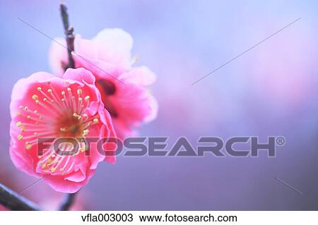Plum blossoms View Large Photo Image Stock Image - Plum blossoms. Fotosearch