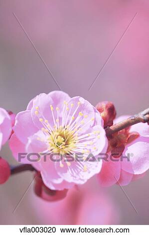 Plum blossoms View Large Photo Image Stock Image - Plum blossoms. Fotosearch
