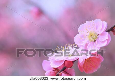 Plum blossoms View Large Photo Image Stock Image - Plum blossoms. Fotosearch