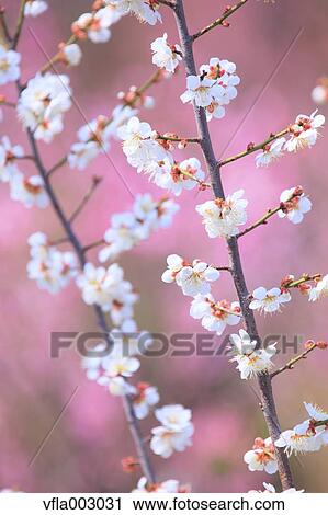 Stock Image - Plum blossoms. Fotosearch