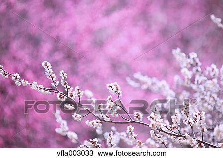 Plum blossoms View Large Photo Image Stock Image - Plum blossoms. Fotosearch