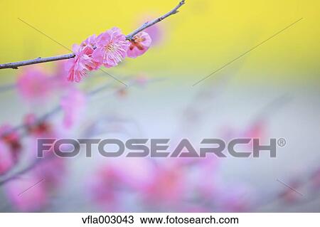 Plum blossoms View Large Photo Image Stock Image - Plum blossoms. Fotosearch