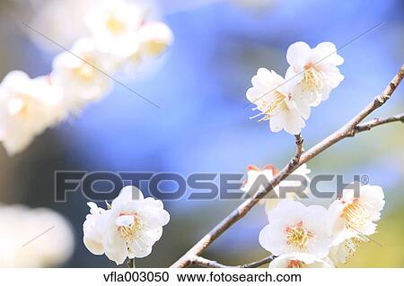 Plum blossoms View Large Photo Image Stock Image - Plum blossoms. Fotosearch