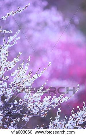 Stock Image - Plum blossoms. Fotosearch