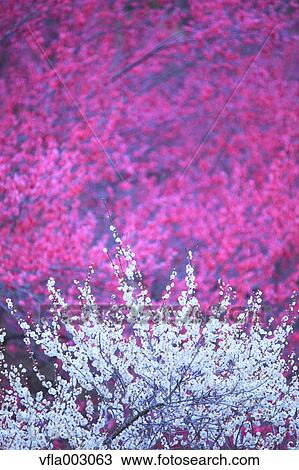 Plum blossoms View Large Photo Image Stock Image - Plum blossoms. Fotosearch