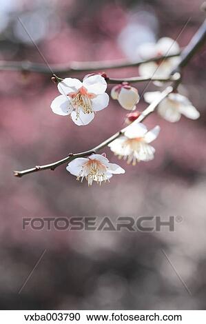 Plum blossoms View Large Photo Image Stock Image - Plum blossoms. Fotosearch
