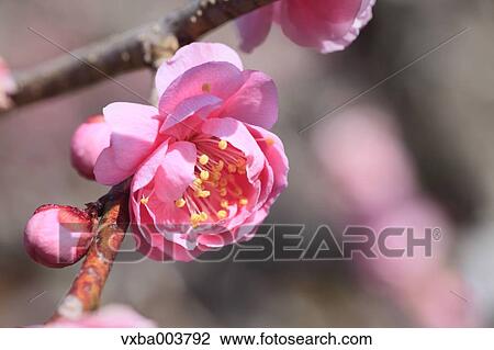 Plum blossoms View Large Photo Image Stock Image - Plum blossoms. Fotosearch