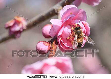Stock Image - Plum blossoms. Fotosearch