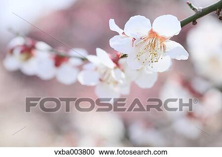 Plum blossoms View Large Photo Image Stock Image - Plum blossoms. Fotosearch